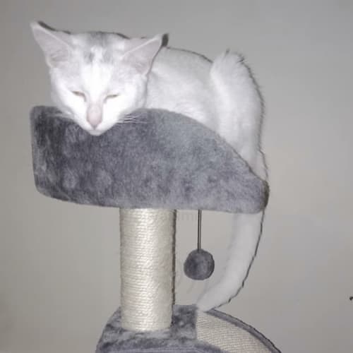 Rescue kitten - Bianca