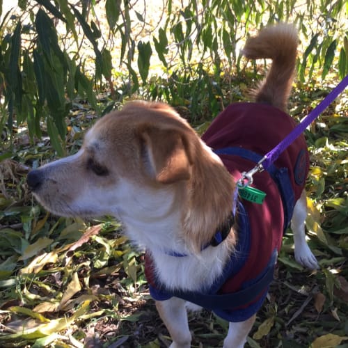 Archie