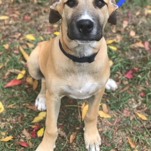 Scout