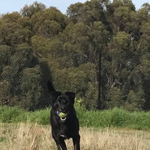 Ruby Roo 