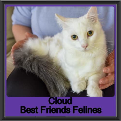 Cloud 