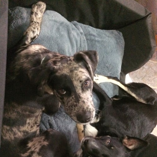 Splodge