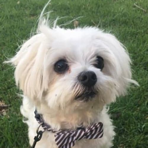 **On Trial** Diamond