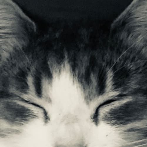 Kevin
