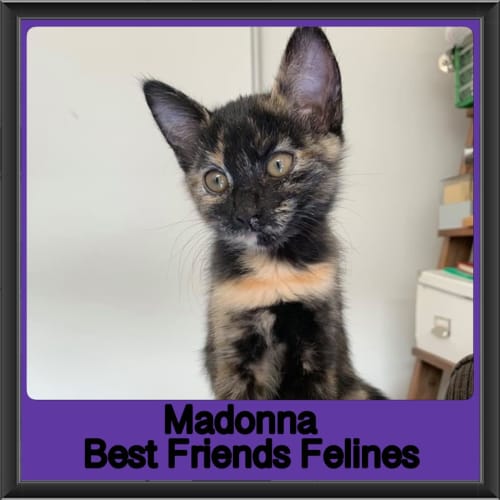 Madonna 