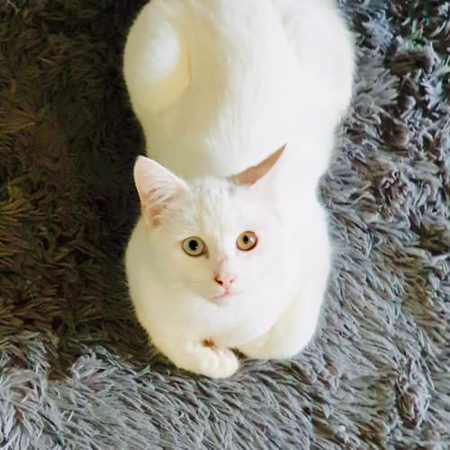 Bowie and Maize