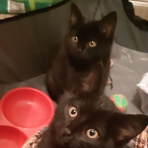 Rosie & Lilly