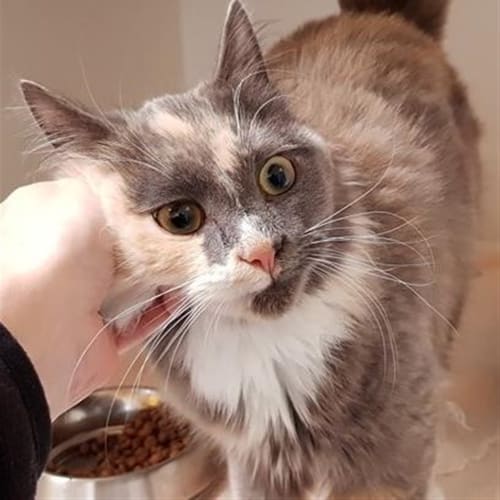 Clawdia