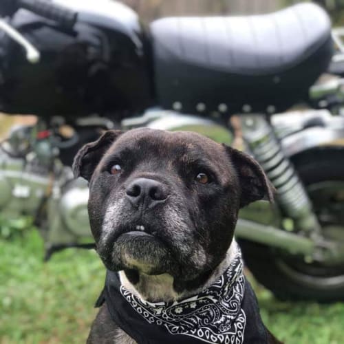 Diesel
