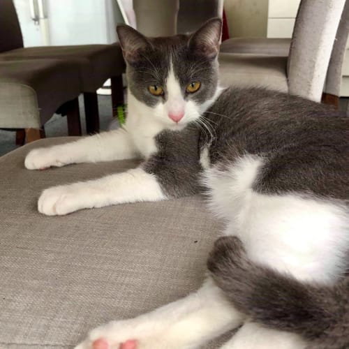 Ari - New Foster Carer Needed
