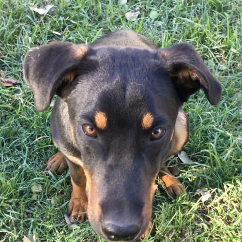 Rambo