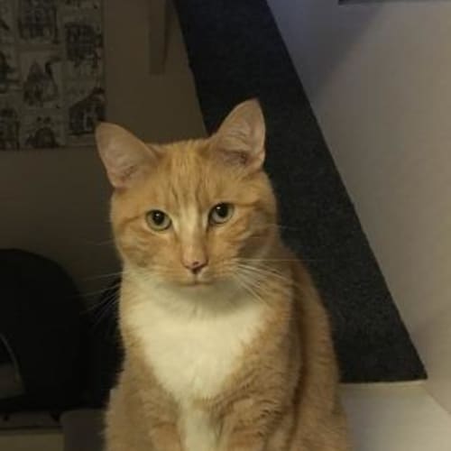 Leo