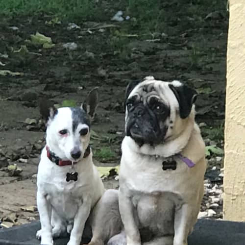 Gus 