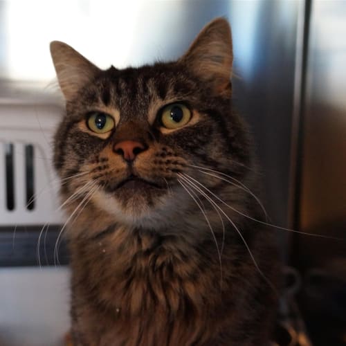Fergus