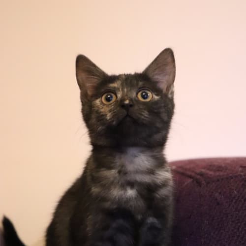 Tasha