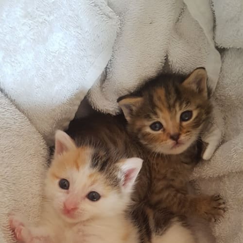 Arya