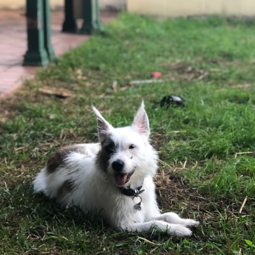 Toby
