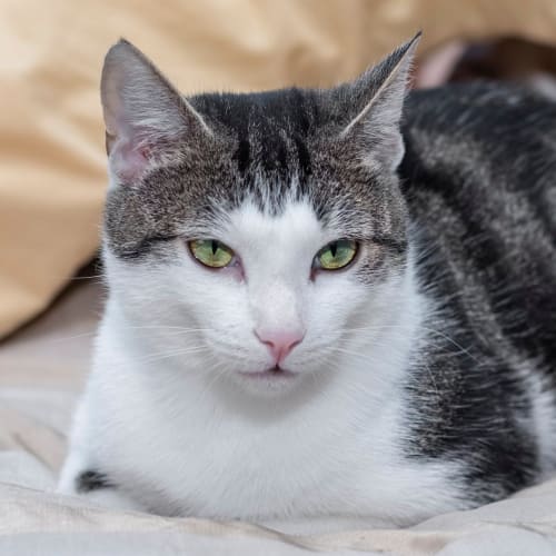 Happy Duckling **2nd Chance Cat Rescue**