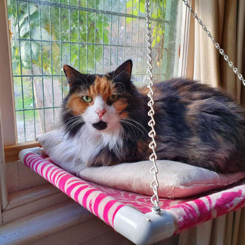 Fifi