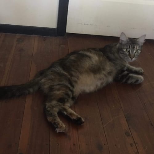 Nutmeg