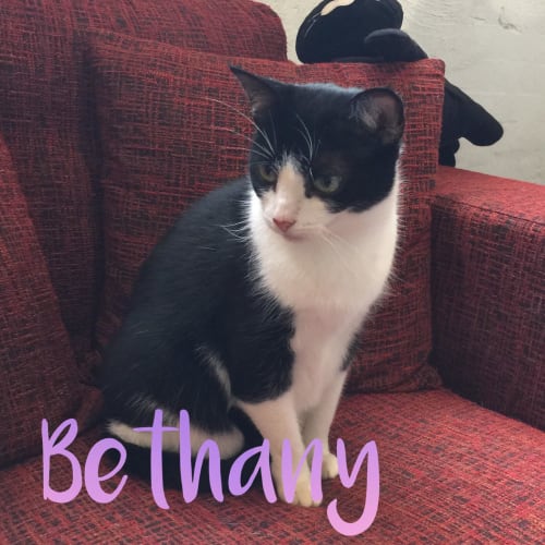 Bethany -  Meet me in Cat Lounge/Neko HQ Preston