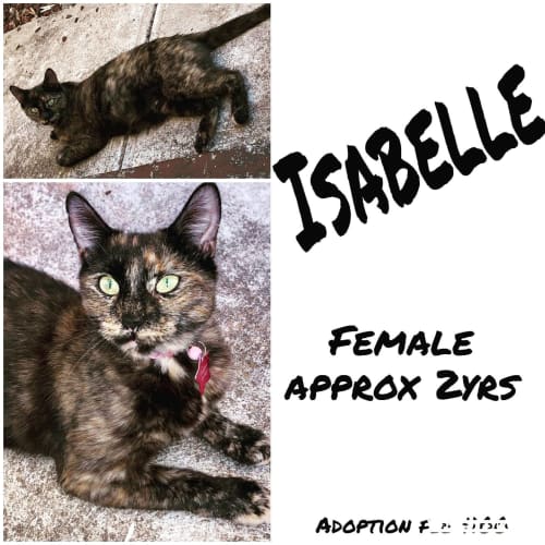 Isobelle