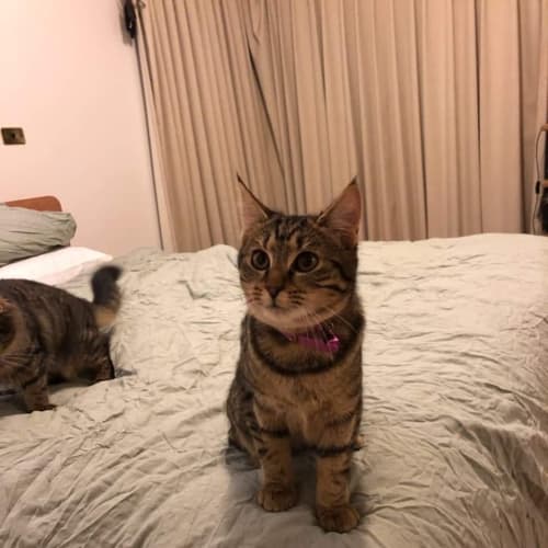 Nala