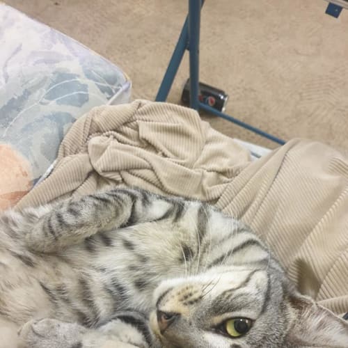 Leia