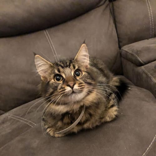 Simba