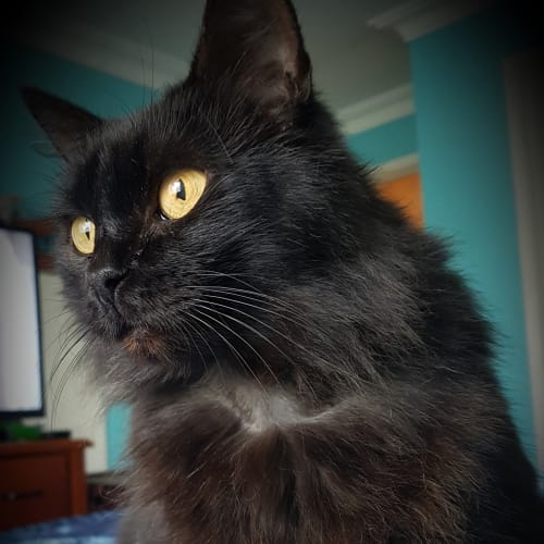 Missy