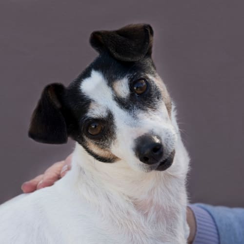 Duchess ~ Mini Fox Terrier (on trial 10/7/19)