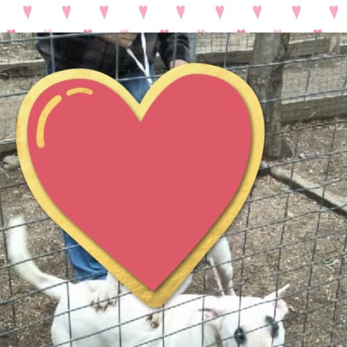  Emmy - foster carer needed