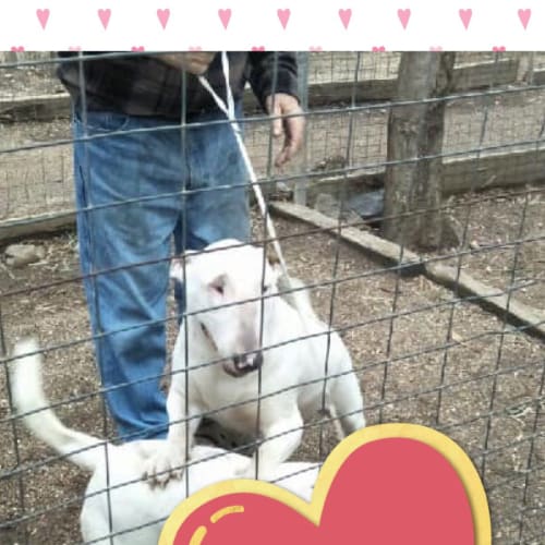 Beth - foster carer needed