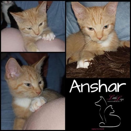 Anshar