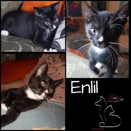 Enlil