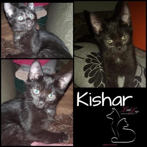 Kishar
