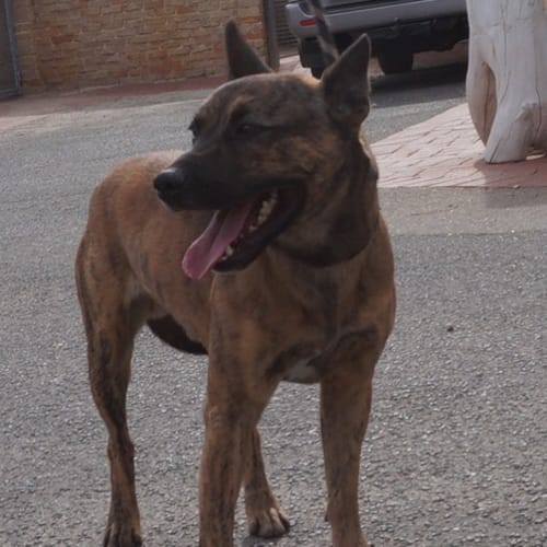 Theo
