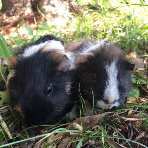 Archie and Alex (white nose)