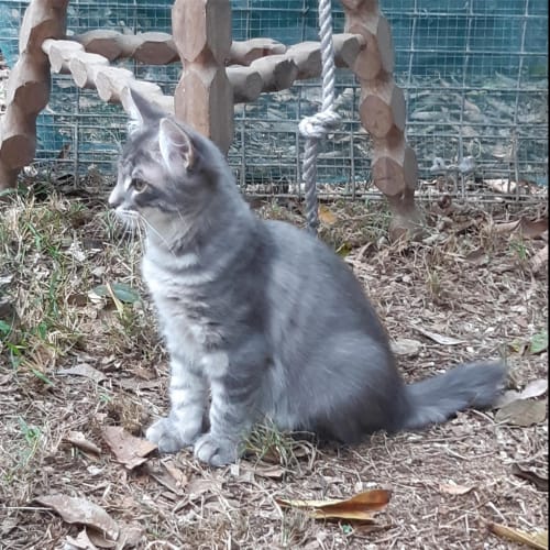Stumpy