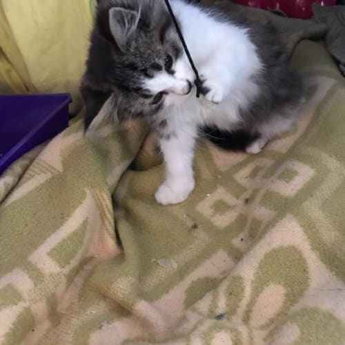 Cooper AKA Mr Fluffy Pants