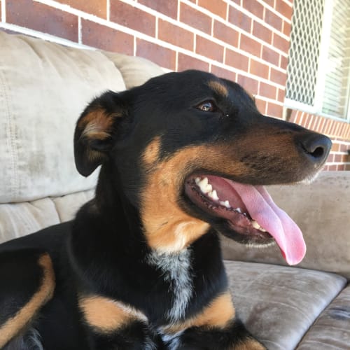 Tucker