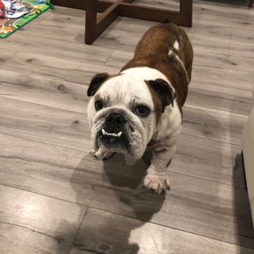 Bruno