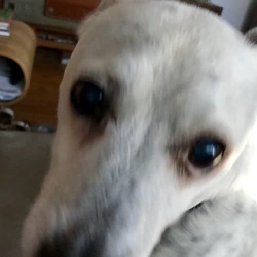Donny ~ 13 year old Terrier X (on trial 15/6/19)