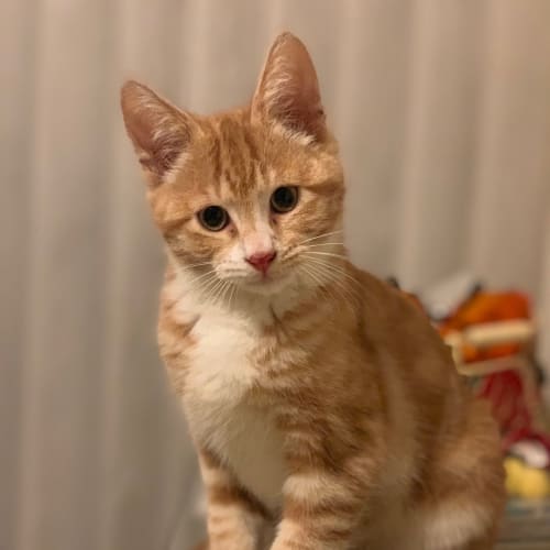 Oscar