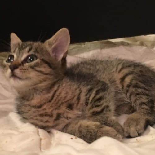 Lulu