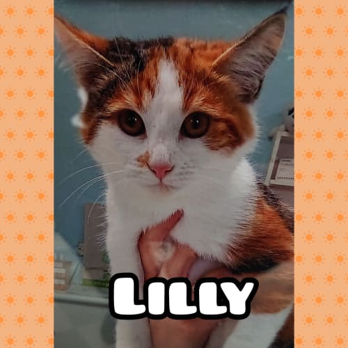 Lilly