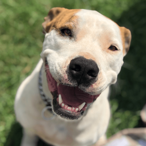 Milo