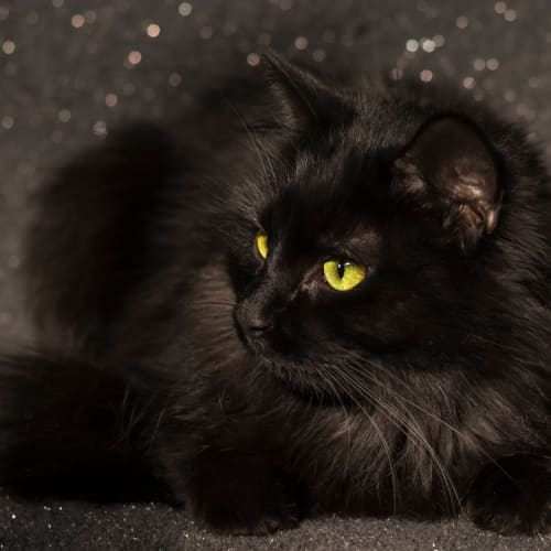 Ruby Rae **2nd Chance Cat Rescue**