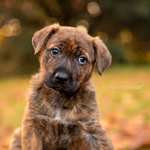 Porthos
