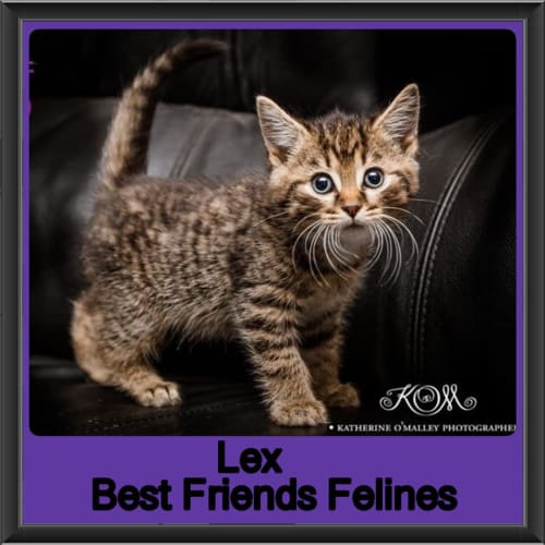 Lex